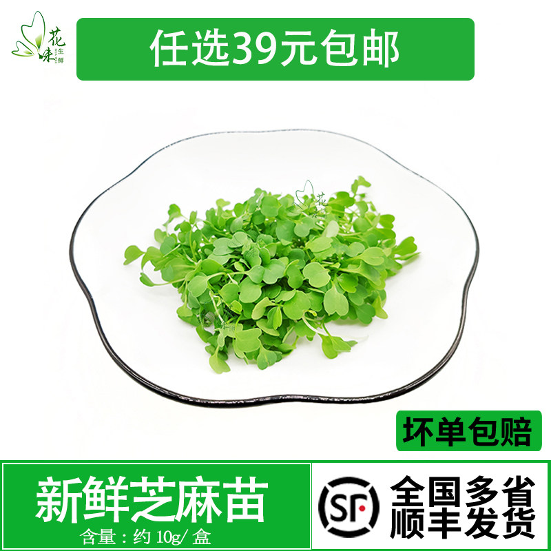 新鲜蔬菜苗芝麻菜苗微型芝麻苗 可食用苗芽菜 西餐装饰摆盘花味鲜