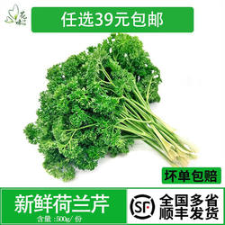 新鲜荷兰芹 反西 蕃茜 法香 欧芹500g酒店饭店西餐摆菜盘餐桌装饰