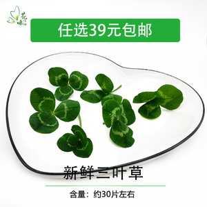 新鲜三叶草 现摘现发 幸运草 日料西餐装饰摆盘花草点缀30朵