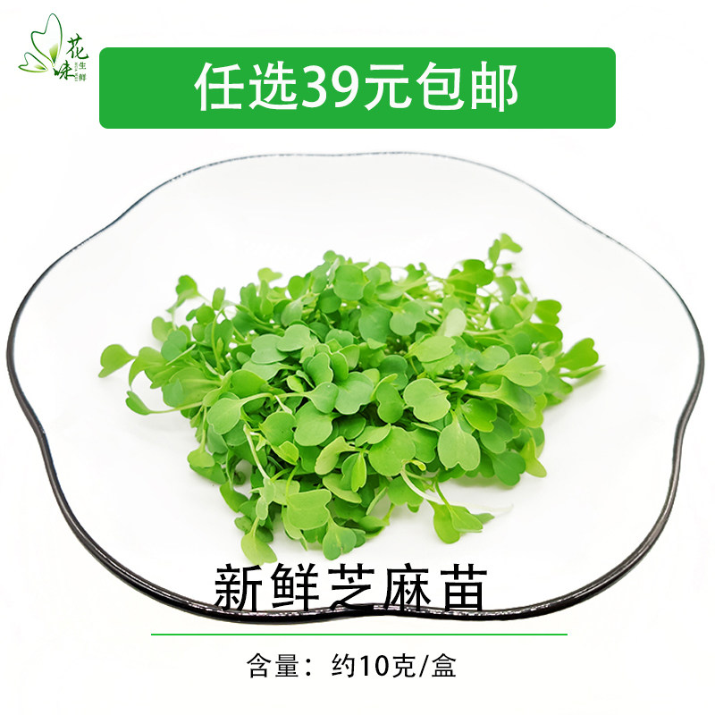 新鲜蔬菜苗芝麻菜苗微型芝麻苗 可食用苗芽菜 西餐装饰摆盘花味鲜