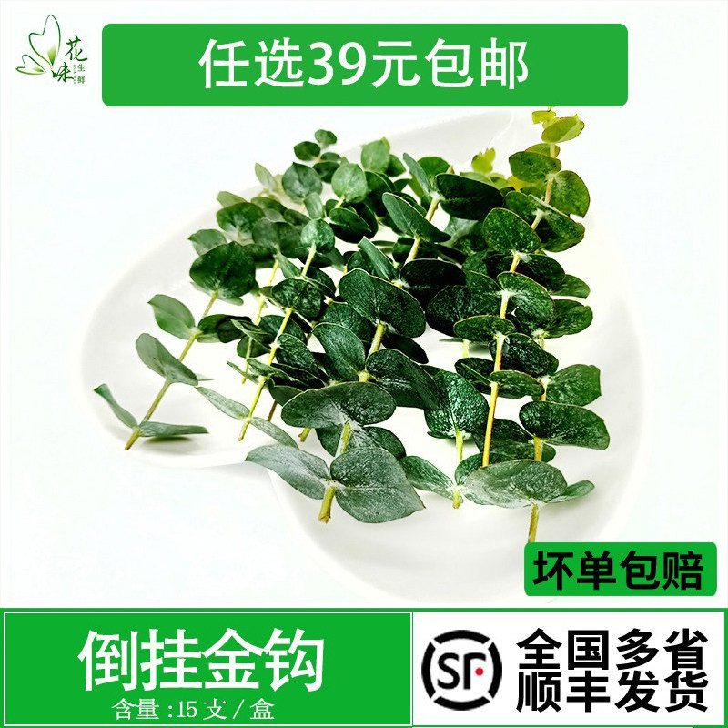 新鲜尤加利  尤加利叶枝 西餐冷艺摆盘酒店花草烘焙点缀装饰15枝