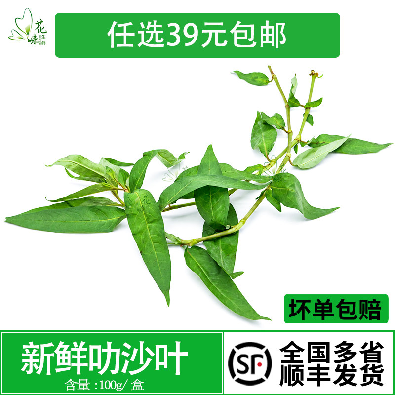 新鲜叻沙叶香柳叶laksaleaf