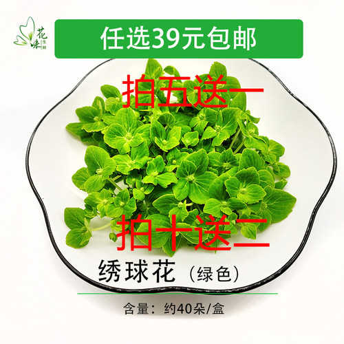 绣球鲜花进口绿绣球摆盘点缀