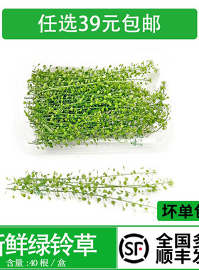 摆盘蛋糕烘焙酒水装饰点缀花草