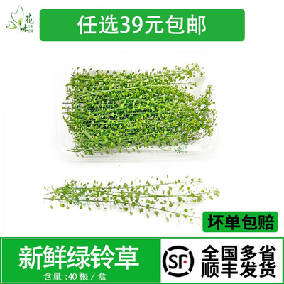 摆盘蛋糕烘焙酒水装饰点缀花草