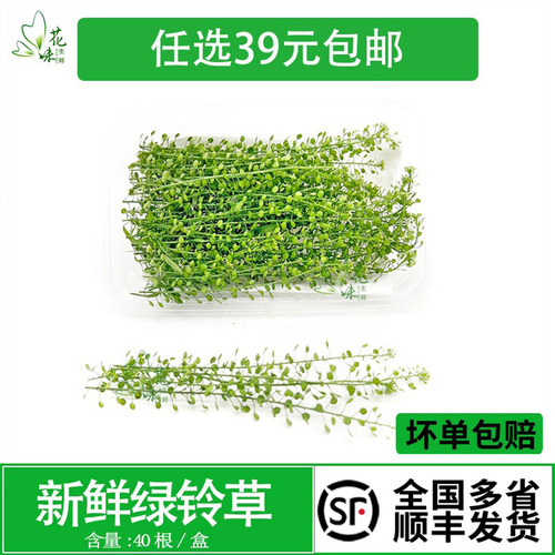 摆盘蛋糕烘焙酒水装饰点缀花草