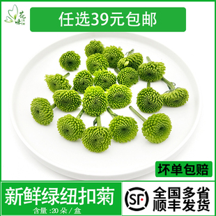 新鲜绿色纽扣菊花 绿雏菊 西餐酒店摆盘装饰鲜花草蛋糕烘焙点缀花