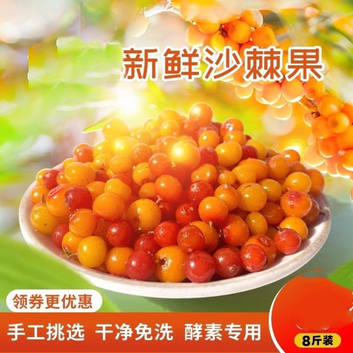 新鲜野生沙棘果6斤特级天然