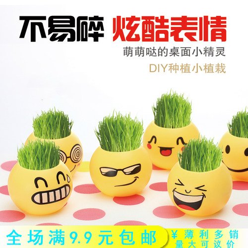 植物草头办公室桌面小型好养