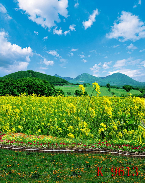 影楼背景/影楼婚纱摄影背景布/ 背景纸/ 风景油菜花背景/儿童背景
