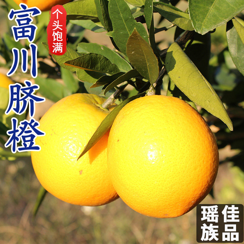 富川脐橙9斤大果爆卖！！