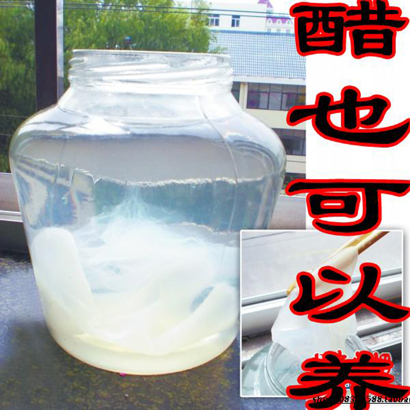 自养红醋菌菌种醋蛾子可做苹果醋非红茶菌胃宝海宝菌醋鹅子醋娥子