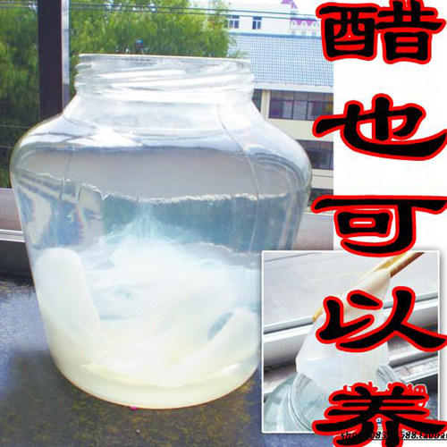 认准文登发货醋鹅子醋蛾子醋菌