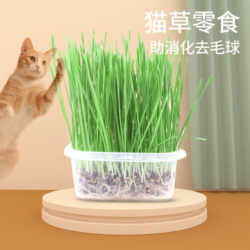 猫咪去毛球大麦猫草种子