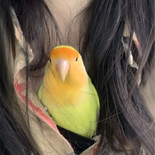 牡丹鹦鹉活鸟爱情鸟亲人粘人好上手活泼听话好养活适合手养的宠物