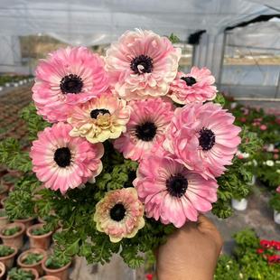 春天易爆花 银莲花盆栽带花发货 阳台庭院室内花苗 观花草本植物