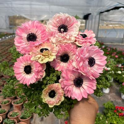 重瓣银莲花四季好养真花带花发货