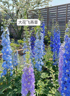 大花飞燕草盆栽北极光宿根花园庭院地栽花卉