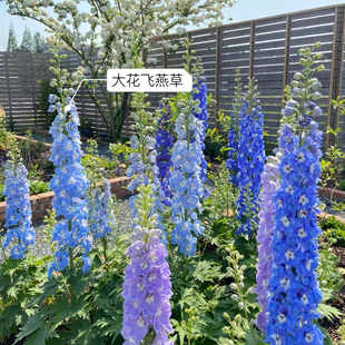 大花飞燕草盆栽北极光宿根花园庭院地栽花卉