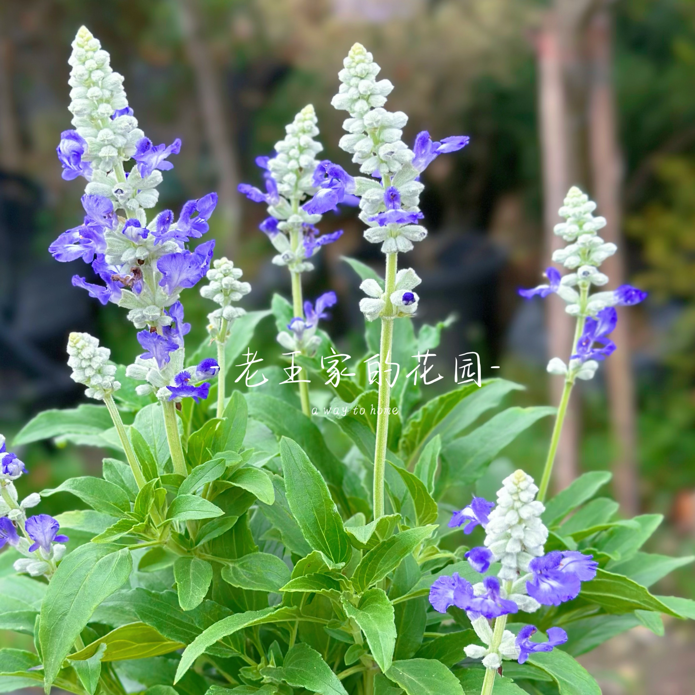 萨利芳鼠尾草多年生宿根花卉阳台庭院好养盆栽带花蓝霸鼠尾草