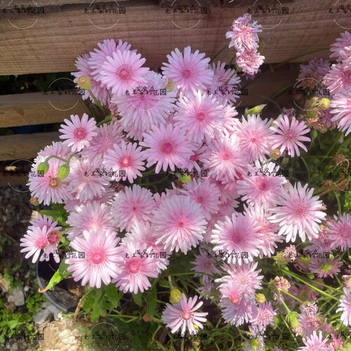 粉色蒲公英盆栽 喜阳春季爆花 阳台花园易开花花卉 好养的粉色花