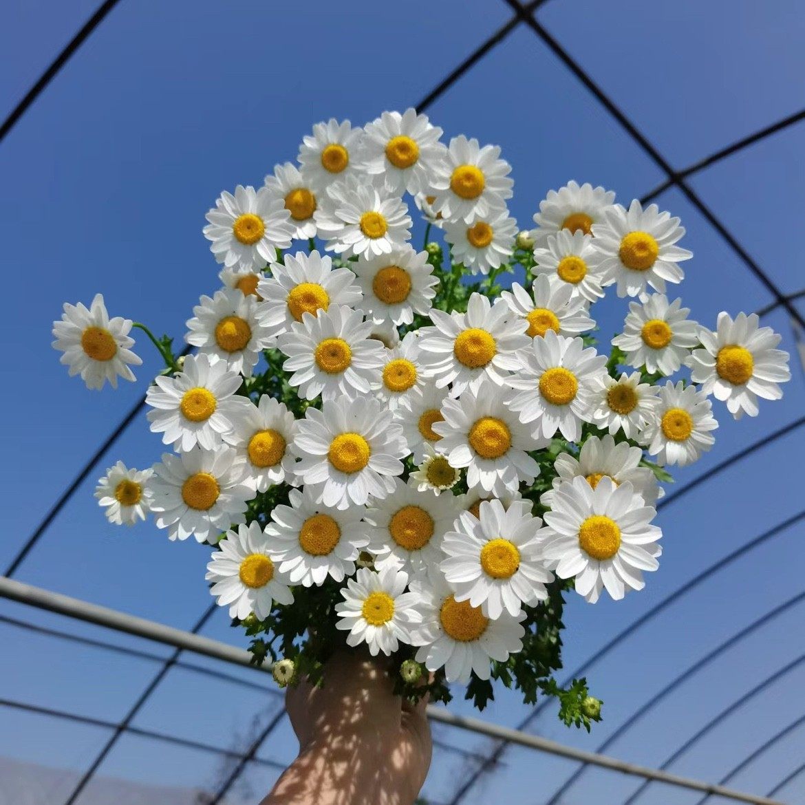 白色小雏菊盆栽白晶菊带花花卉阳台庭院花境小苗花种 带花苞发货