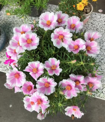 宿根太阳花苗盆栽 大花单瓣太阳花 耐热耐暴晒喜阳耐干旱耐寒垂吊