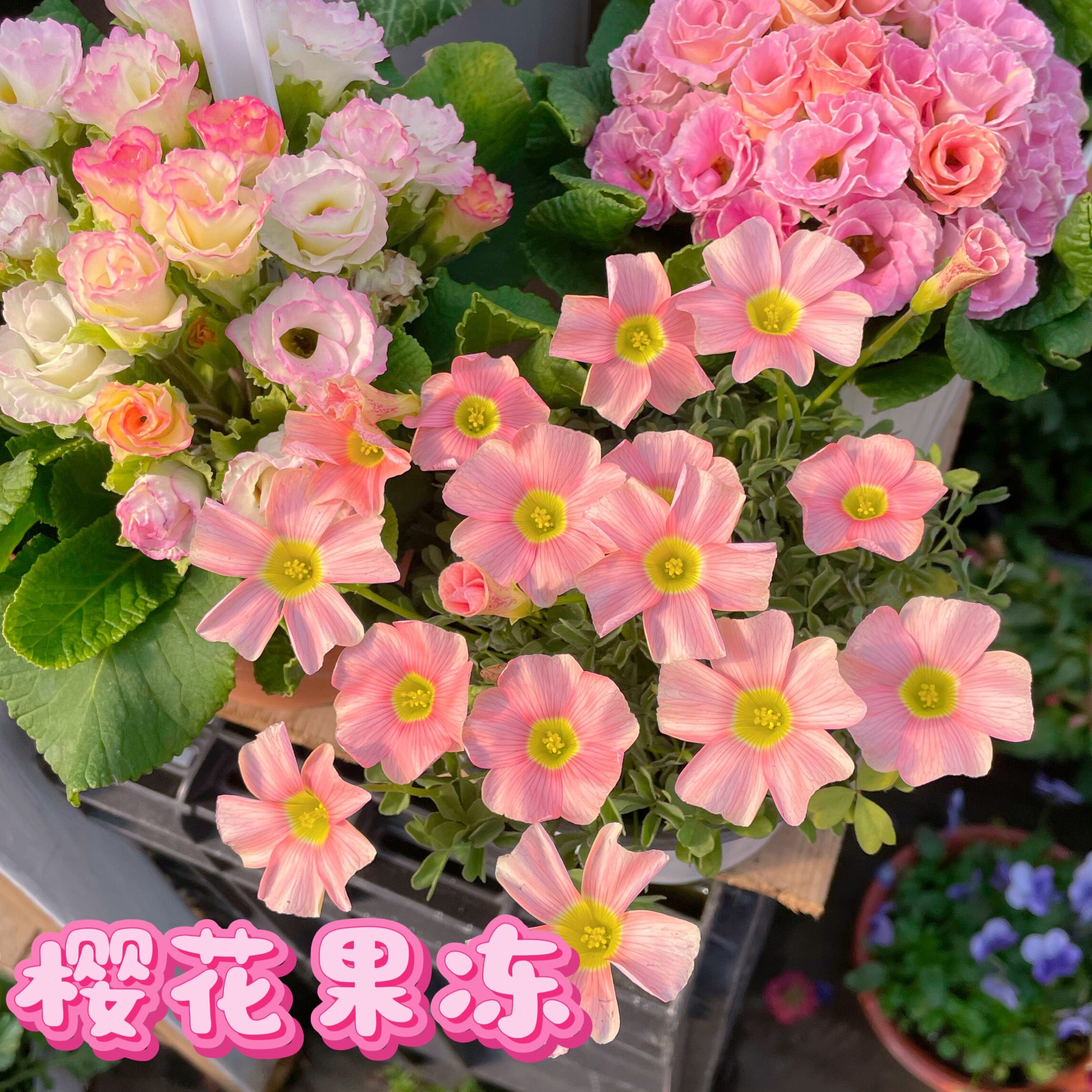 酢浆草粉白桃之辉阳台开花