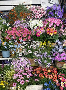 老王家的花园多件优惠自选链接（不定时更新稀有品种）