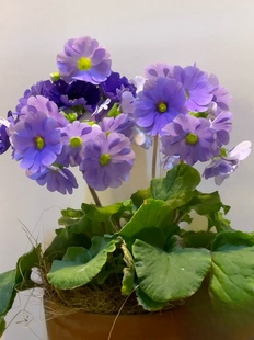 四季樱草盆栽 球头樱草大花樱草四季藏报春盆栽 多季节开花好养