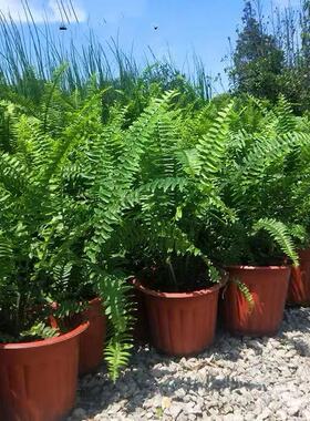 四季常绿好养耐阴！肾蕨盆栽排骨草阳台走廊绿叶植物室内绿植耐热