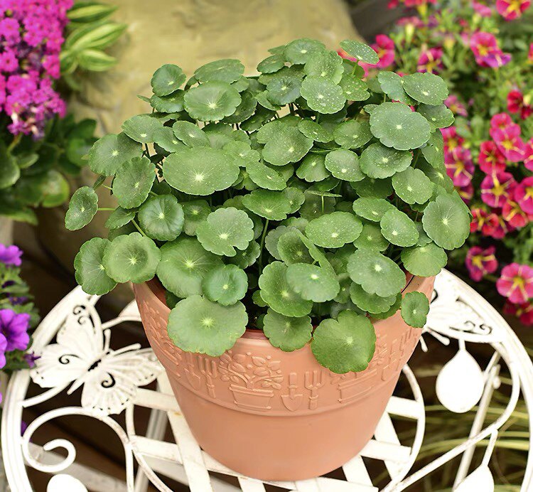 铜钱草小叶金钱草 幸运植物易种可爱的水培植物 可土培水培植易种