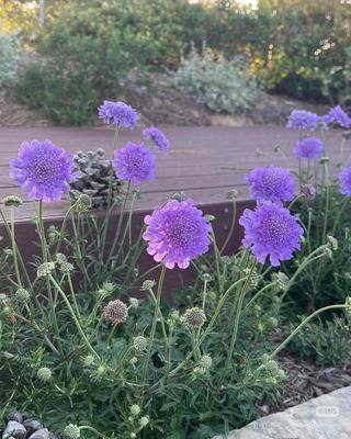 蓝盆花盆栽耐寒多年生宿根植物
