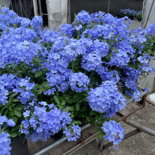 夏季耐热好养开花不断庭院爬藤