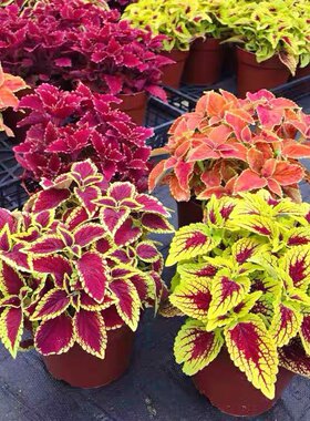 适合露天种植耐热耐晒