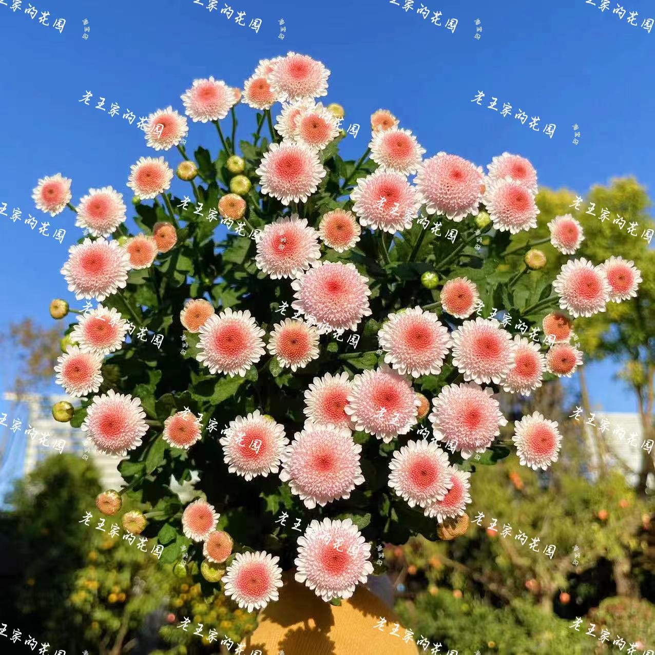 珠玉之卵小雏菊盆栽多季节开花多年生 花园地栽阳台盆栽花卉 喜阳