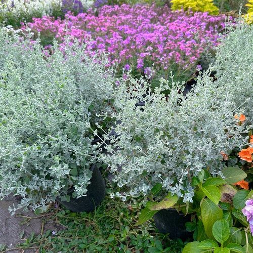 银叶仓鼠盆栽苗庭院花园耐寒耐热植物多年生宿根草本花卉