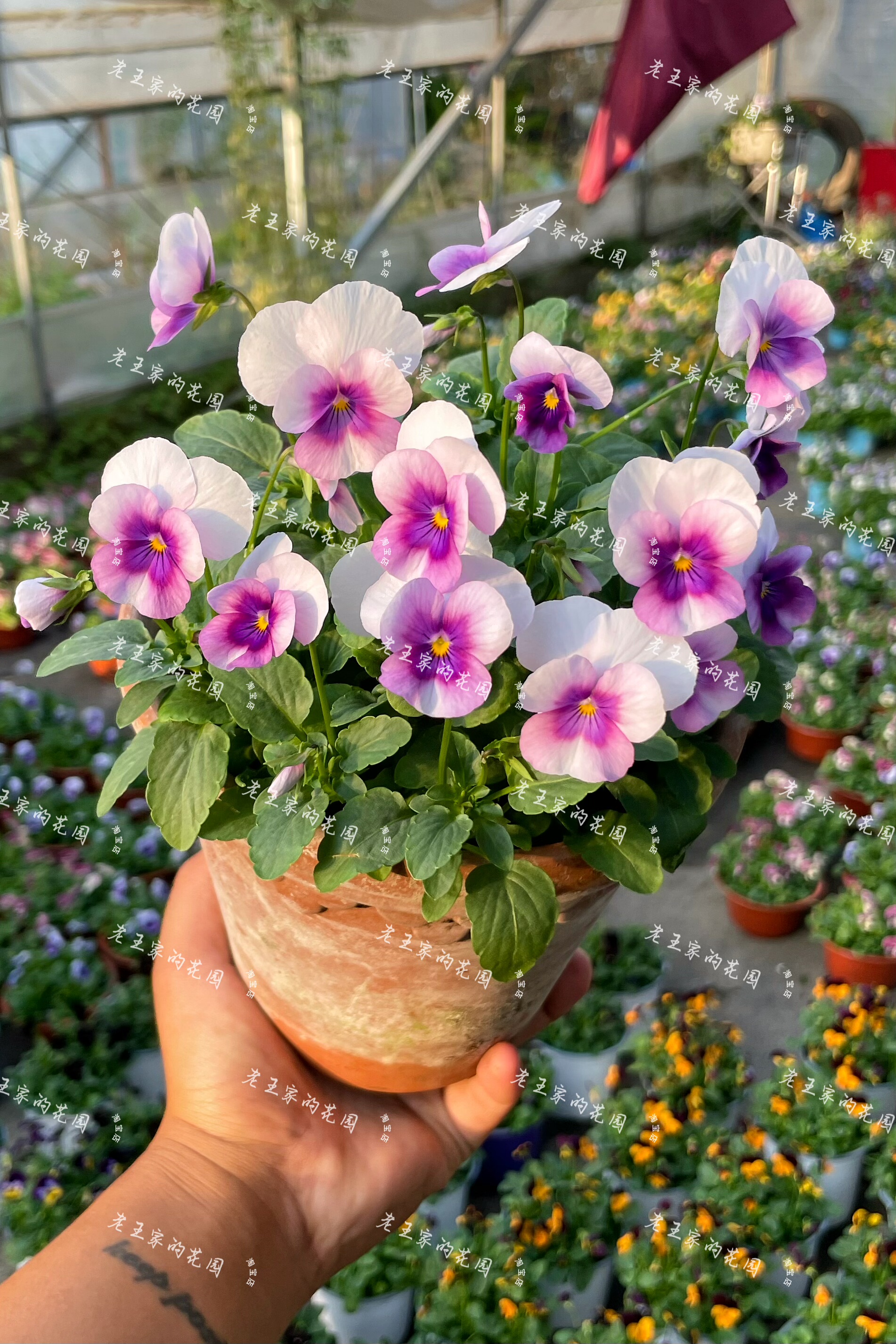 冬日精灵!皱边角堇盆栽 冬季开花庭院阳台好养 耐寒花期久