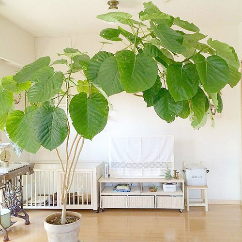 爱心榕网红盆栽日本一物室内绿植