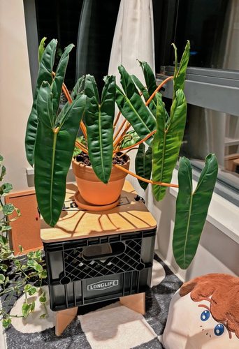 橙柄蔓绿绒 趣味观叶网红绿植 稀有好养进口大型天南星科 ins风