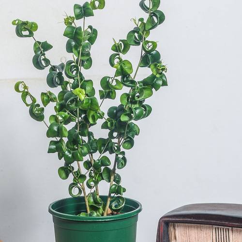 卷叶榕巴洛克奇趣可爱阳台耐旱