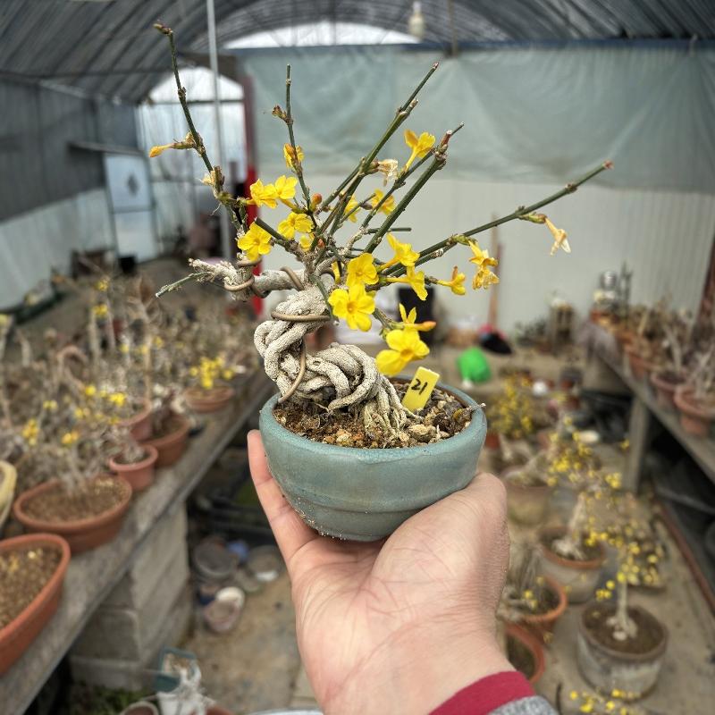 黄城虎提迎春花童子功多年盆养非造型盆景