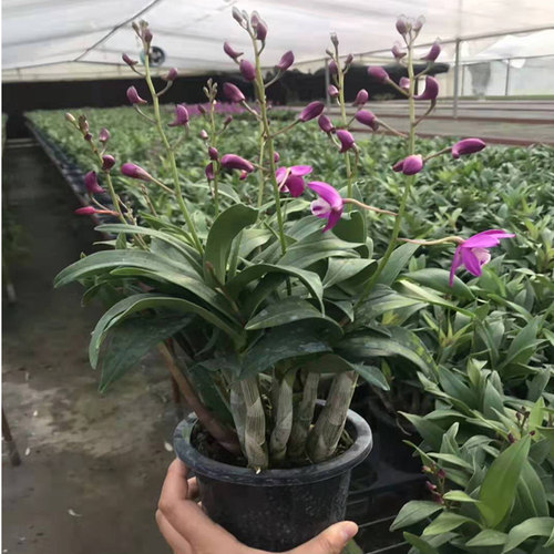 澳洲桌面绿植铁皮石斛