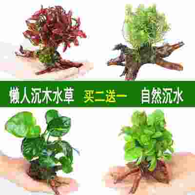 鱼缸造景装饰小摆件水族箱里面的沉木水草增氧植物懒人水草
