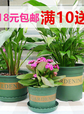 矮胖加仑盆绿色粗矮圆形塑料室内外君子兰花盆草莓绿萝种植育苗盆
