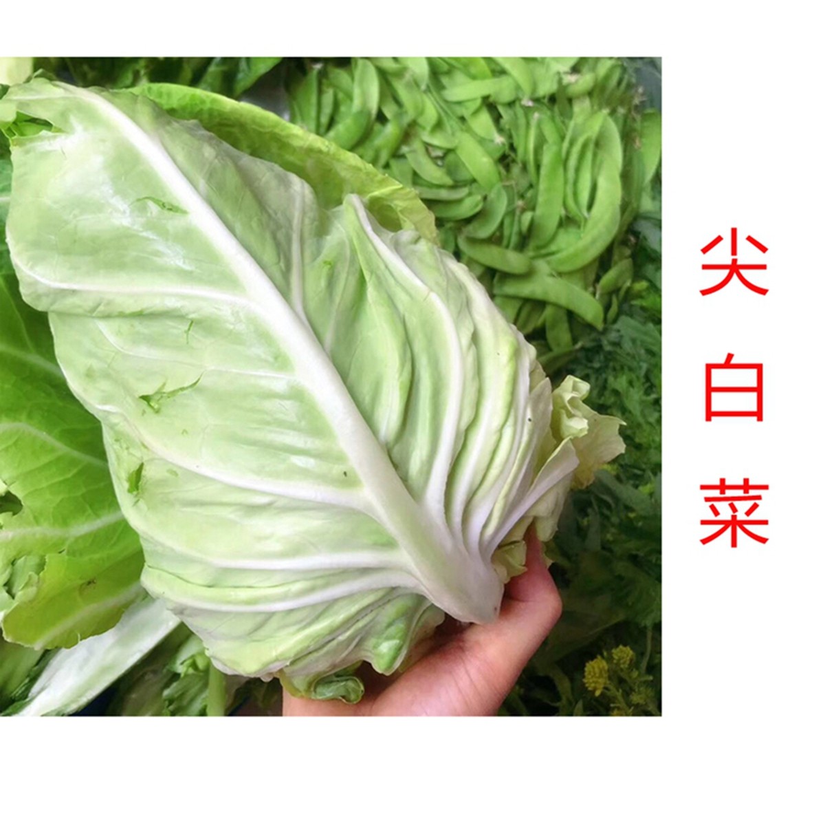 四川新鲜现摘现发鸡心白菜莲花白薄皮子白菜农家蔬菜3斤5斤包邮
