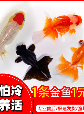 包活金鱼活鱼观赏鱼小型淡水新手易养活冷水活体鱼狮子头兰寿鱼苗