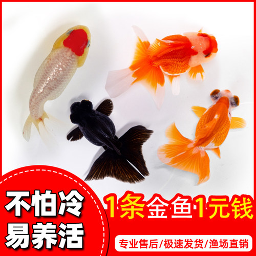 金鱼活鱼观赏鱼好养淡水冷水兰寿