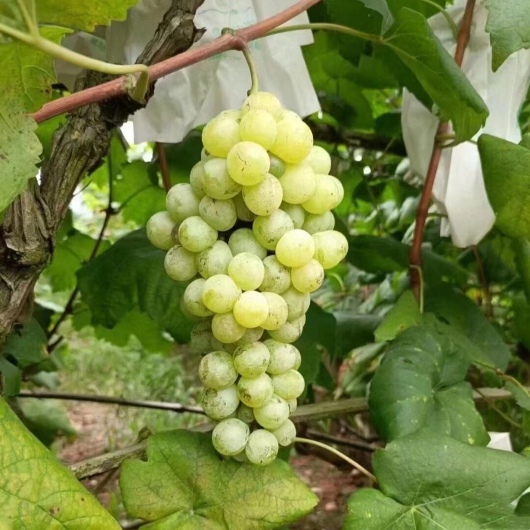 水晶葡萄苗老品种南方北方树苖种植无籽特大爬藤盆栽耐寒当年结果