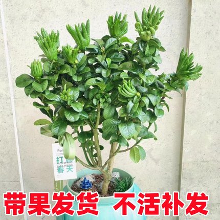 佛手树盆栽带果佛手柑树苗盆景金华新鲜佛手瓜室内办公室庭院绿植